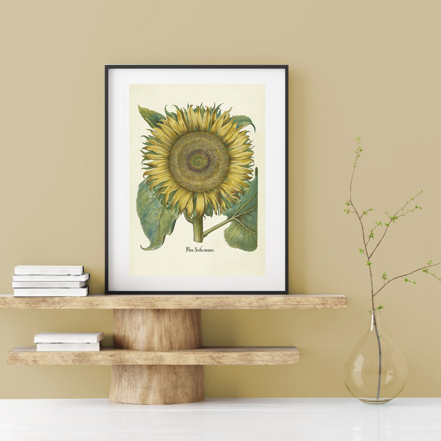 Sunflower by Basil Besler (1600s)