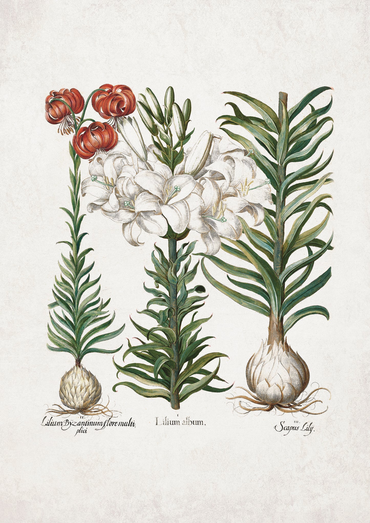 Lilies by Basil Besler (1600s)