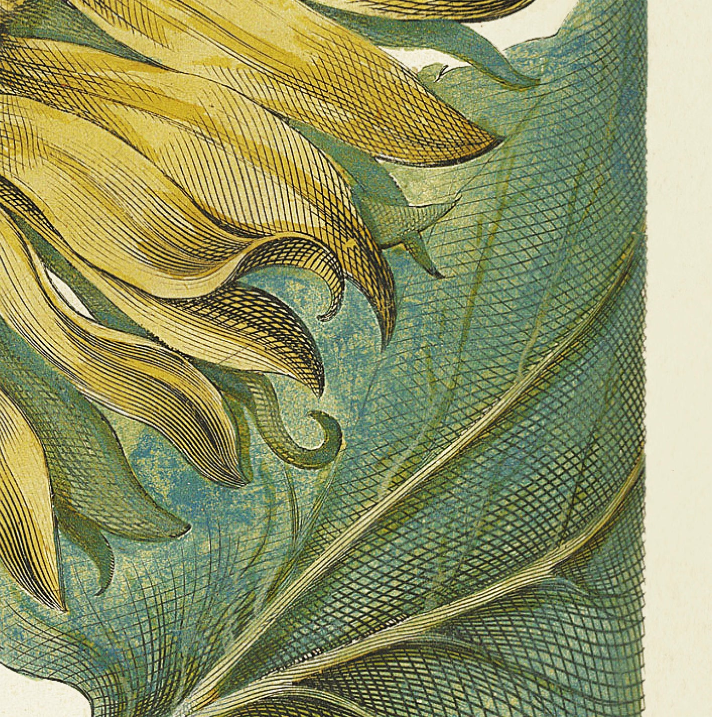 Sunflower by Basil Besler (1600s)