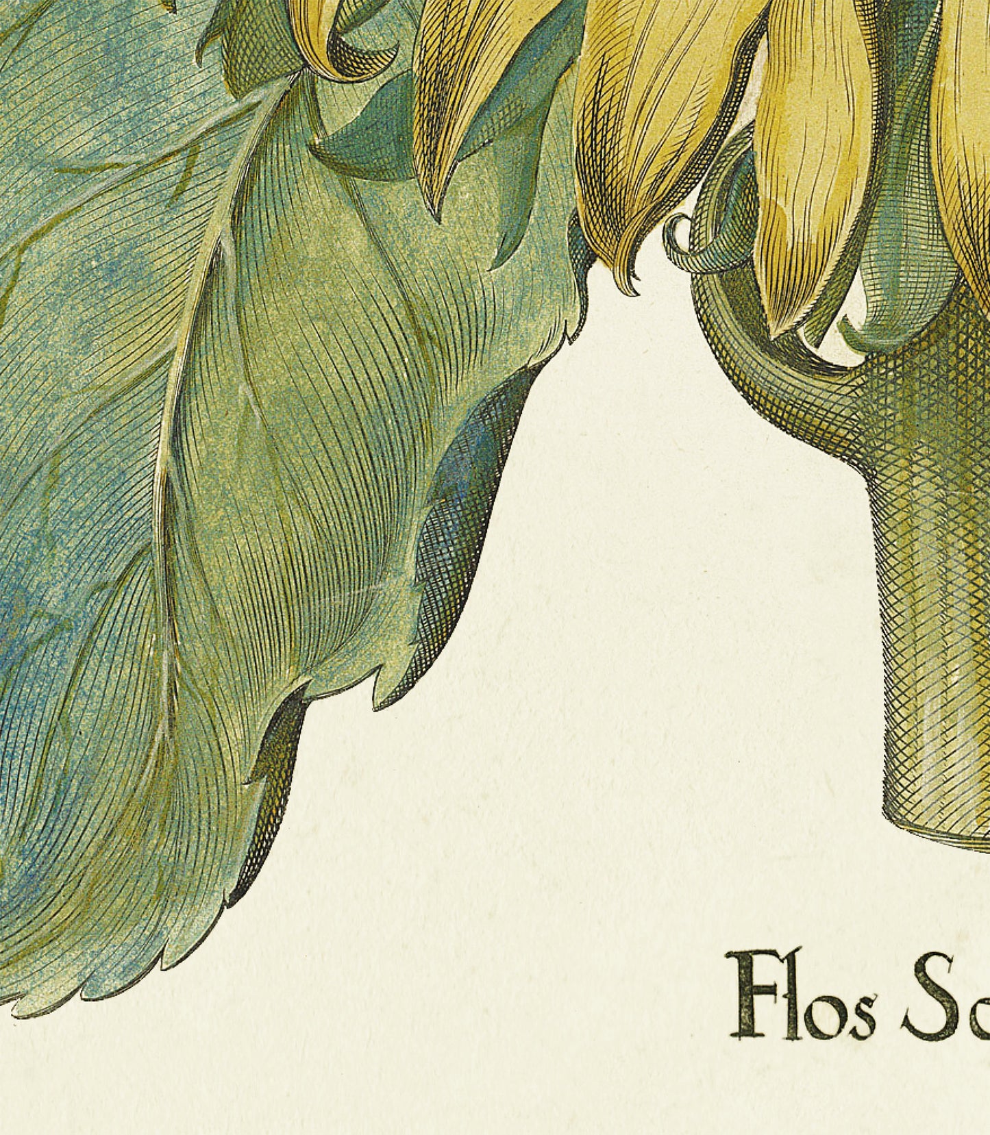 Sunflower by Basil Besler (1600s)