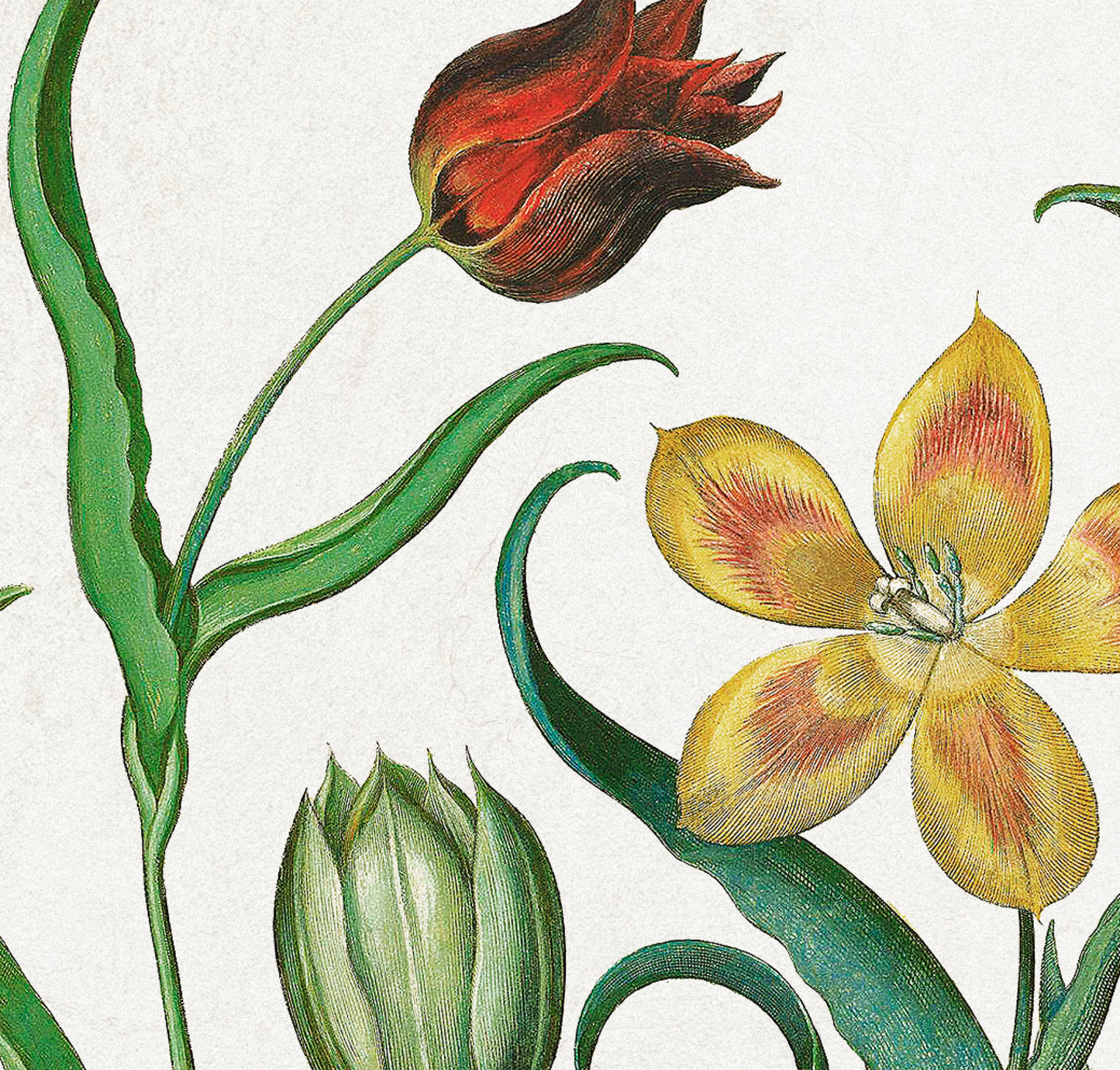 Tulips & Lilies by Basil Besler (1600s)