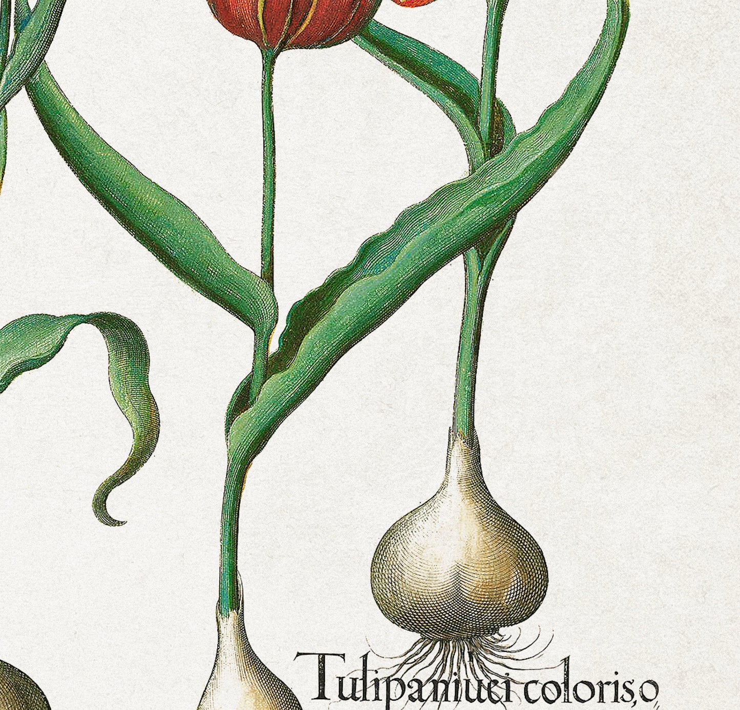 Tulips & Lilies by Basil Besler (1600s)