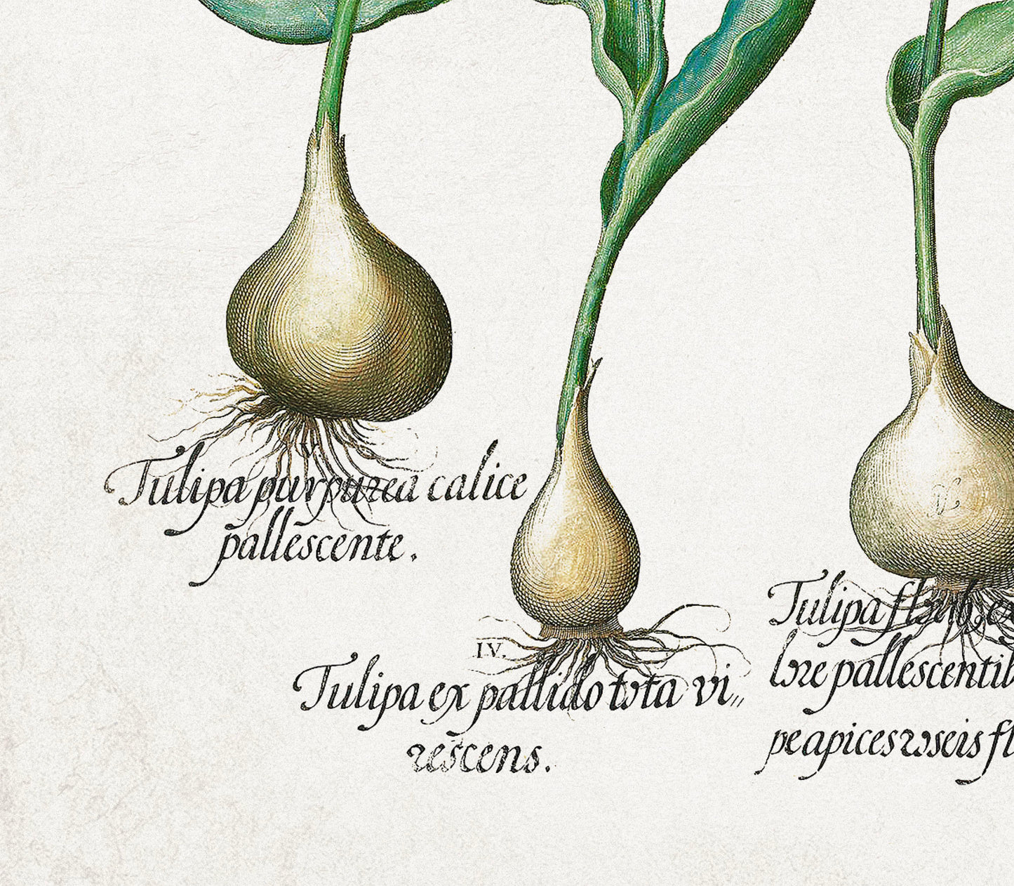 Tulips & Lilies by Basil Besler (1600s)