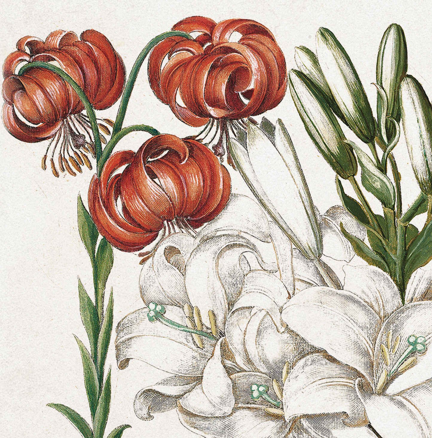Lilies by Basil Besler (1600s)