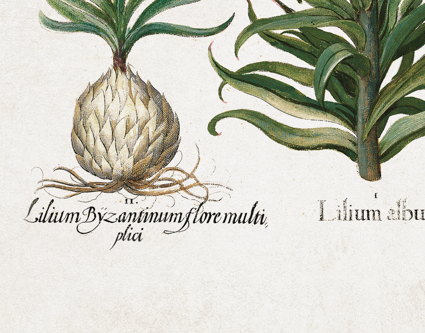 Lilies by Basil Besler (1600s)