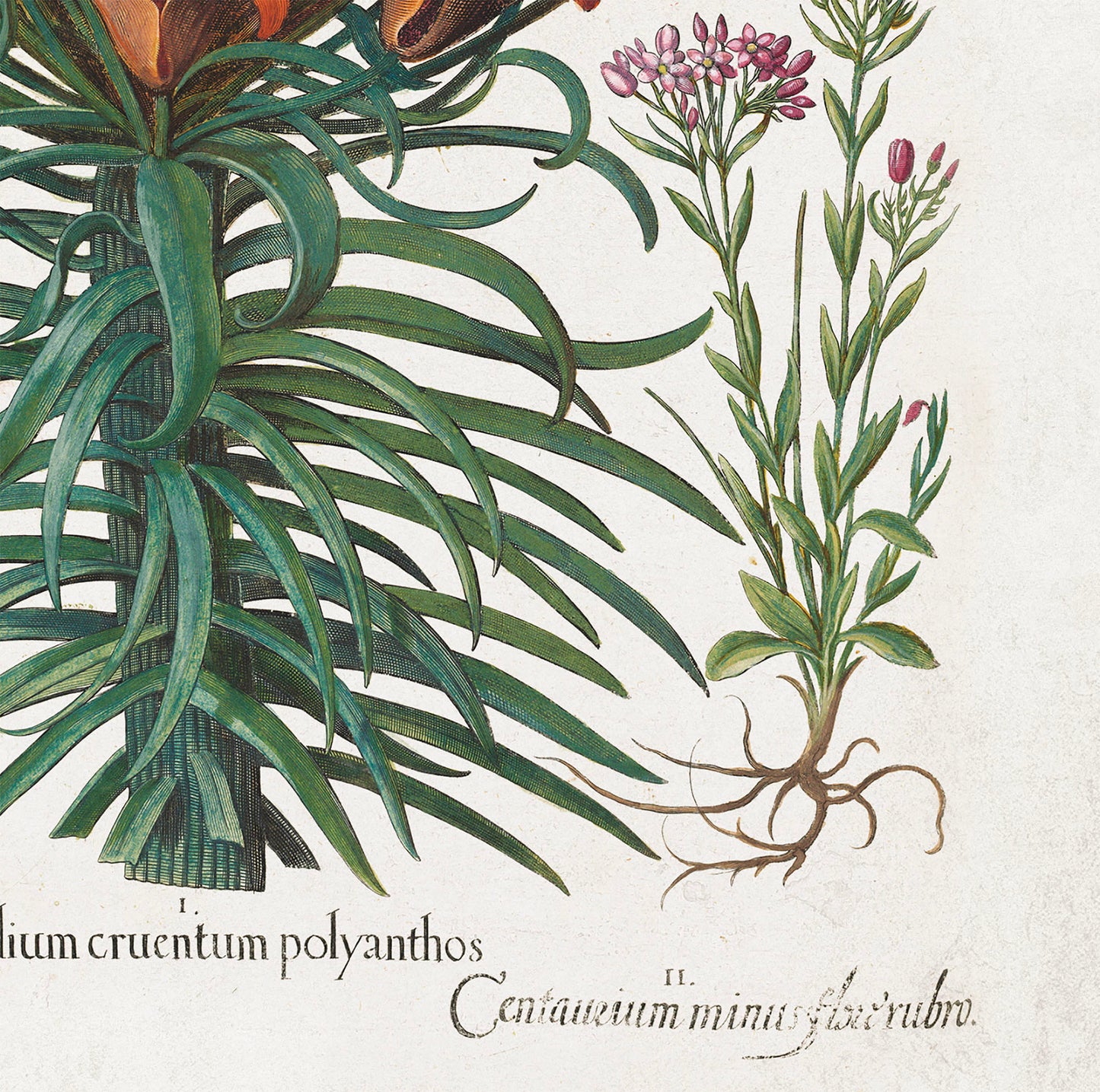 Red Lilies by Basil Besler (1600s)
