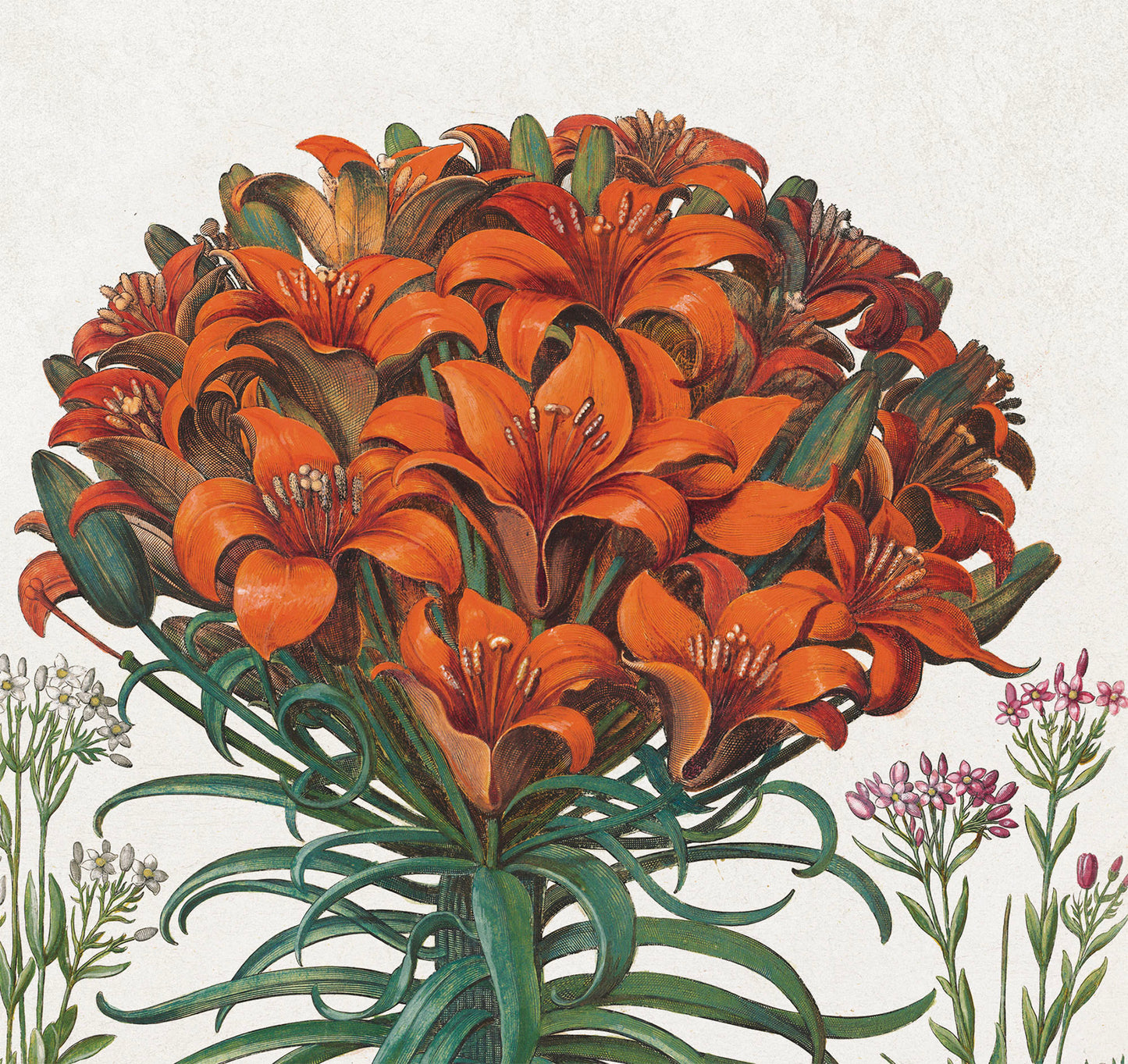 Red Lilies by Basil Besler (1600s)