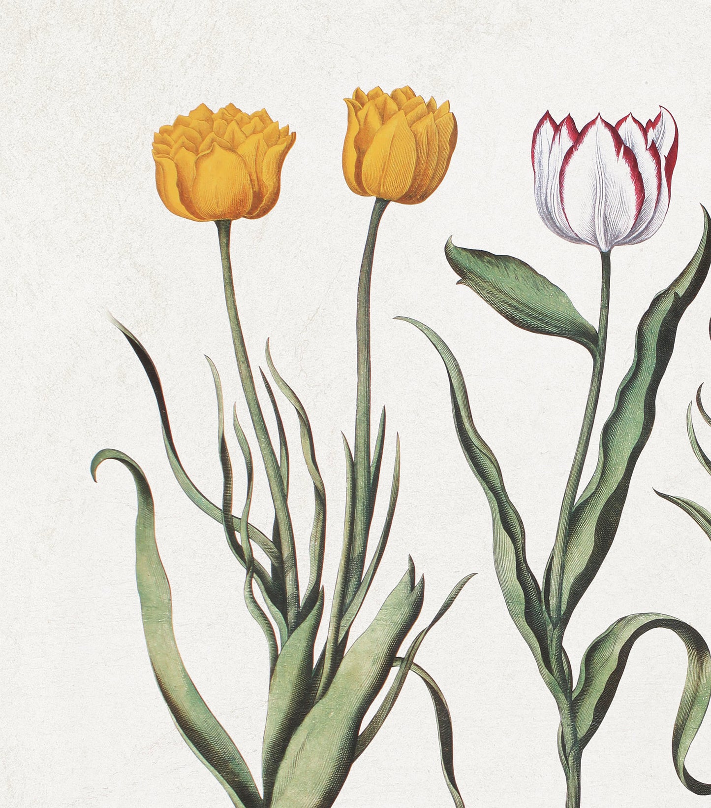 Tulips by Basil Besler (1600s)