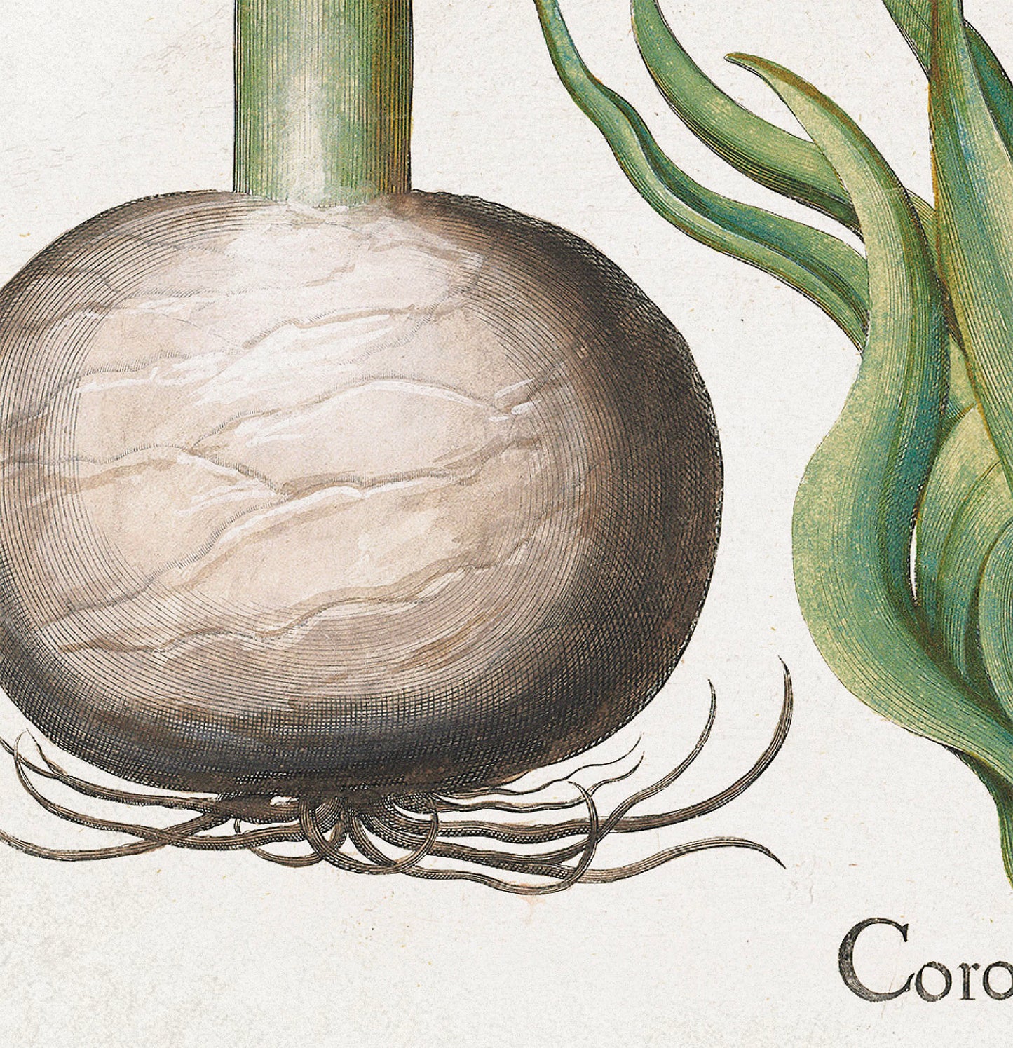 Corona Imperialis by Basil Besler (1600s)