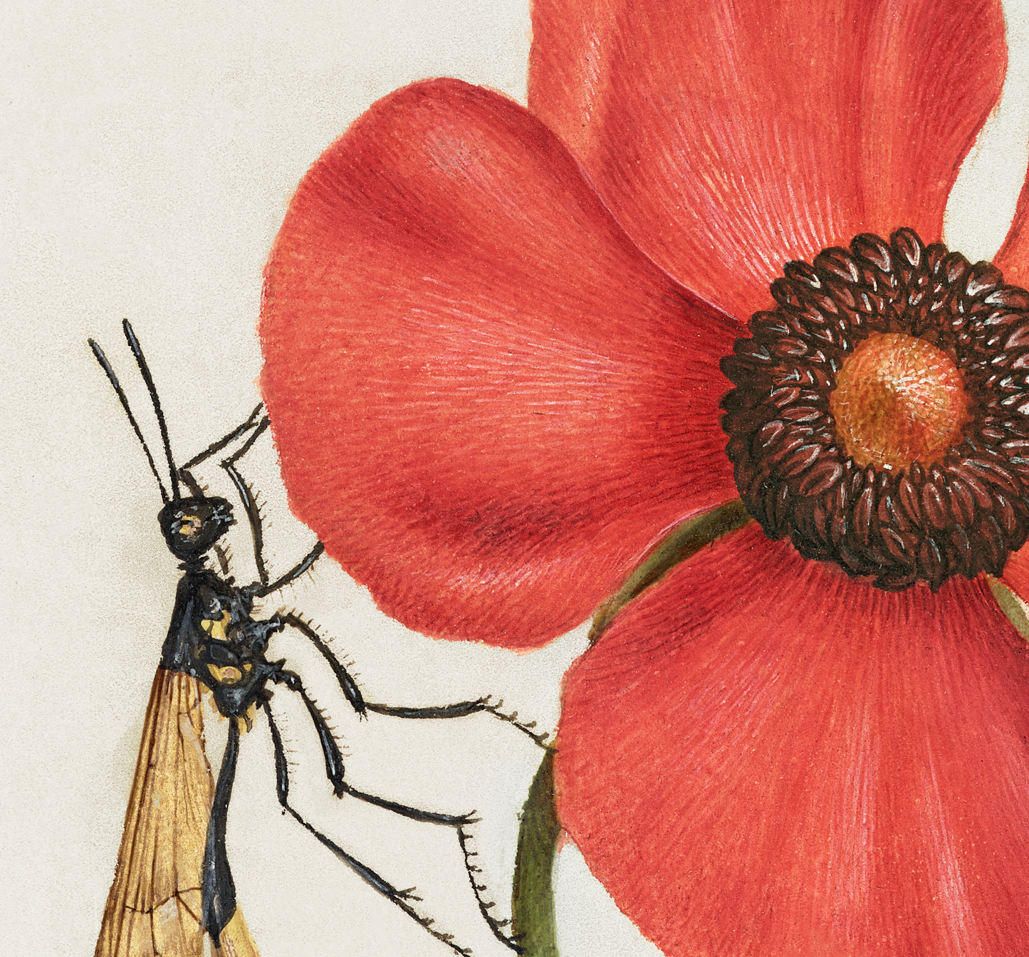 Terrestrial Mollusk, Poppy Anemone, and Crane Fly (1500s)