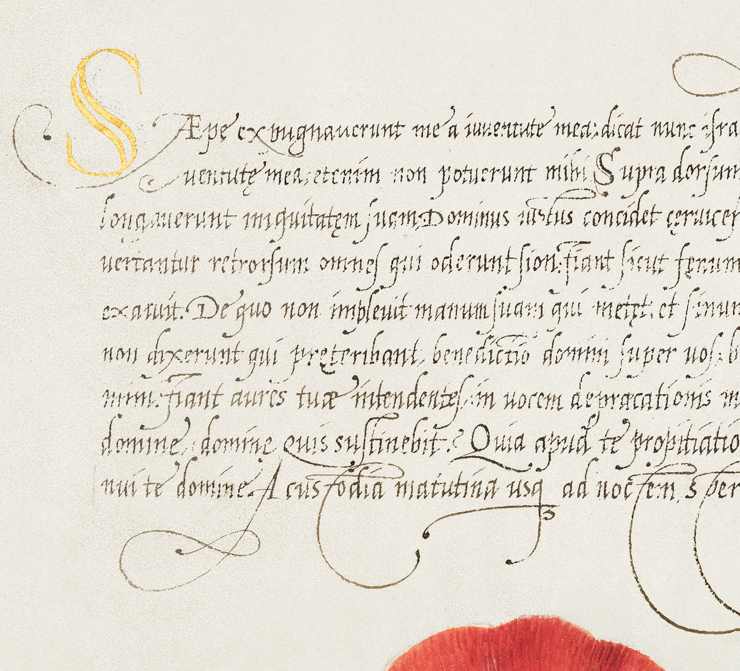 Terrestrial Mollusk, Poppy Anemone, and Crane Fly (1500s)