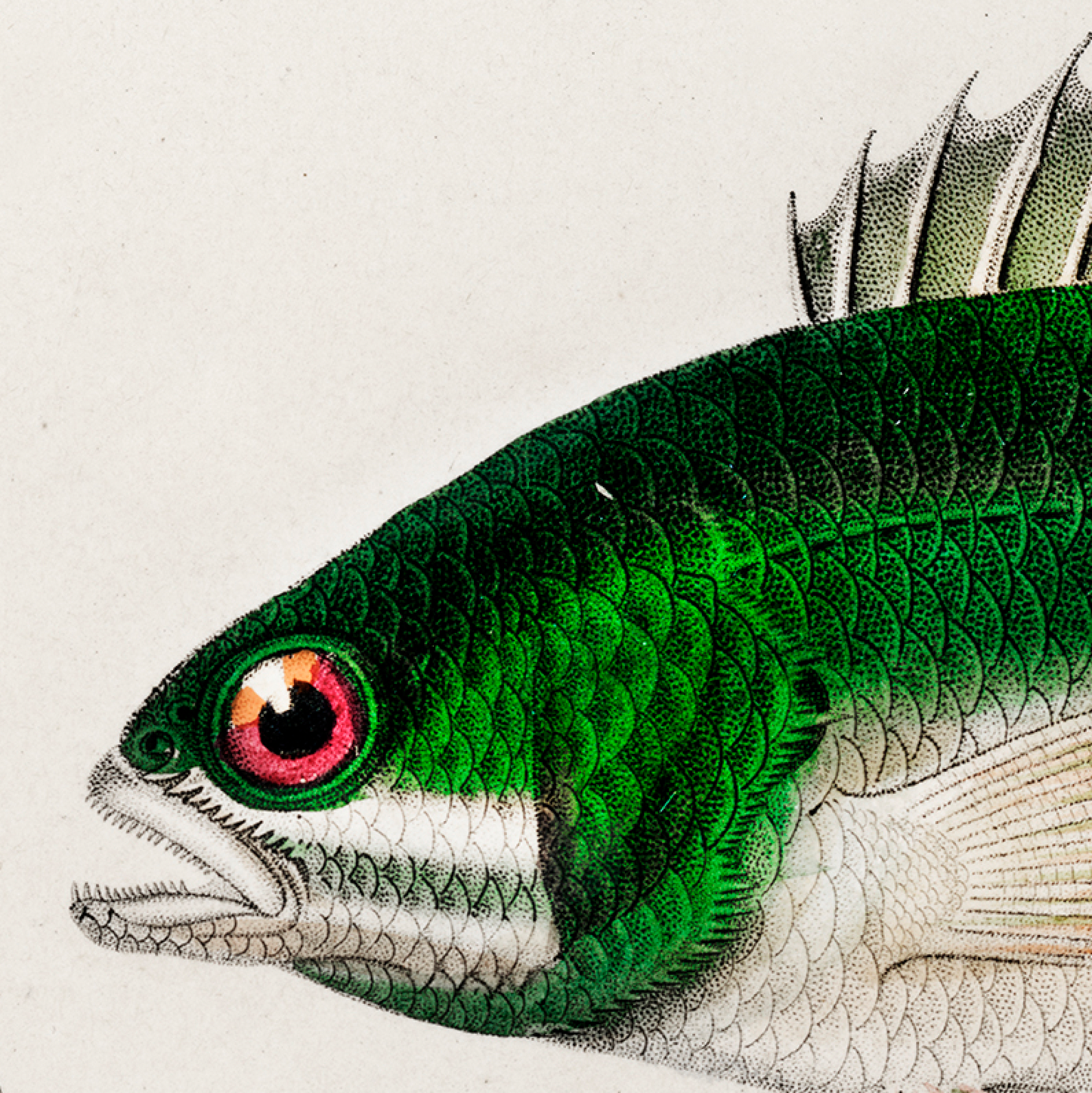Fish illustrations by Charles Dessalines D' Orbigny (1892)