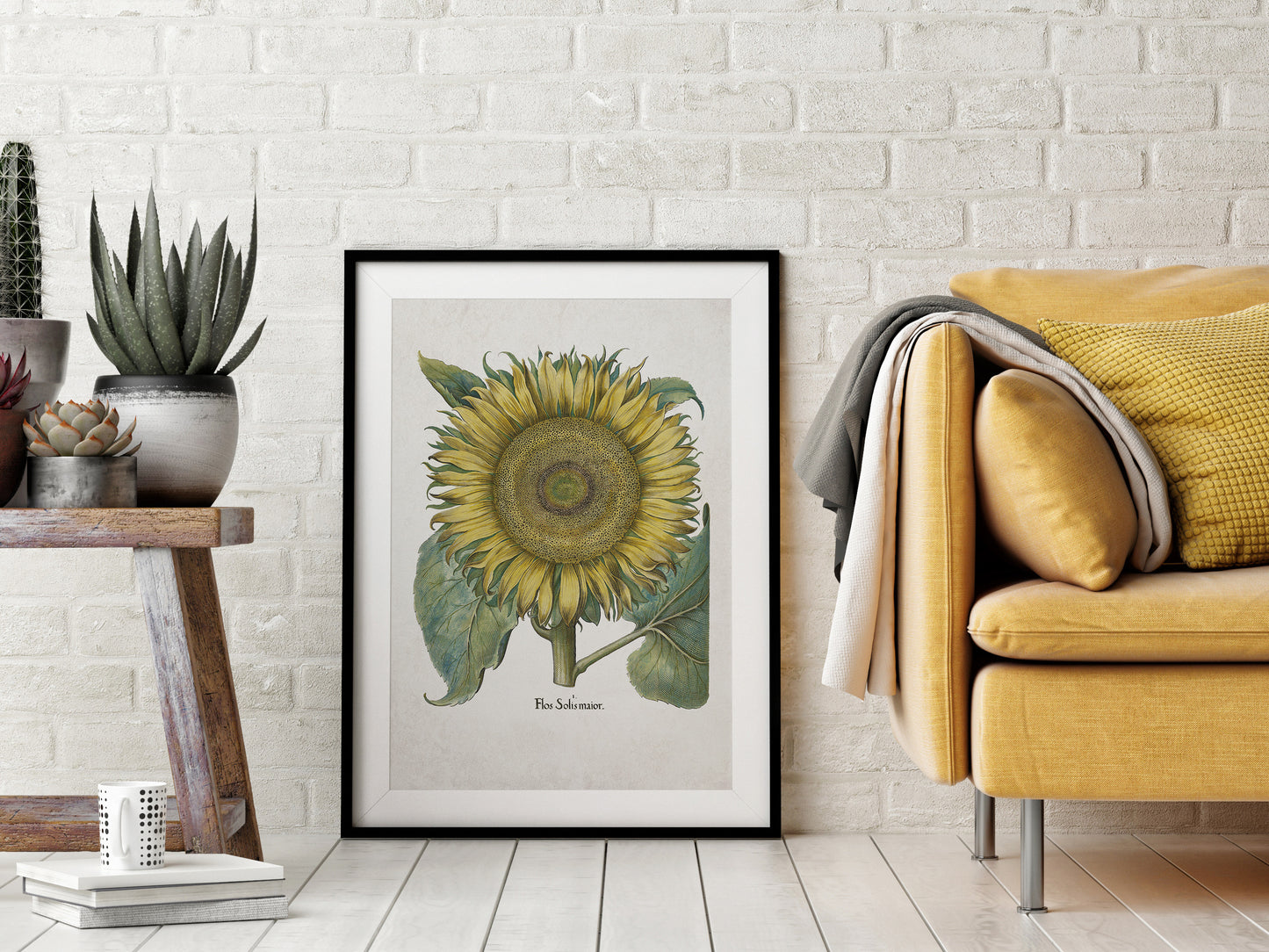 Sunflower by Basil Besler (1600s)