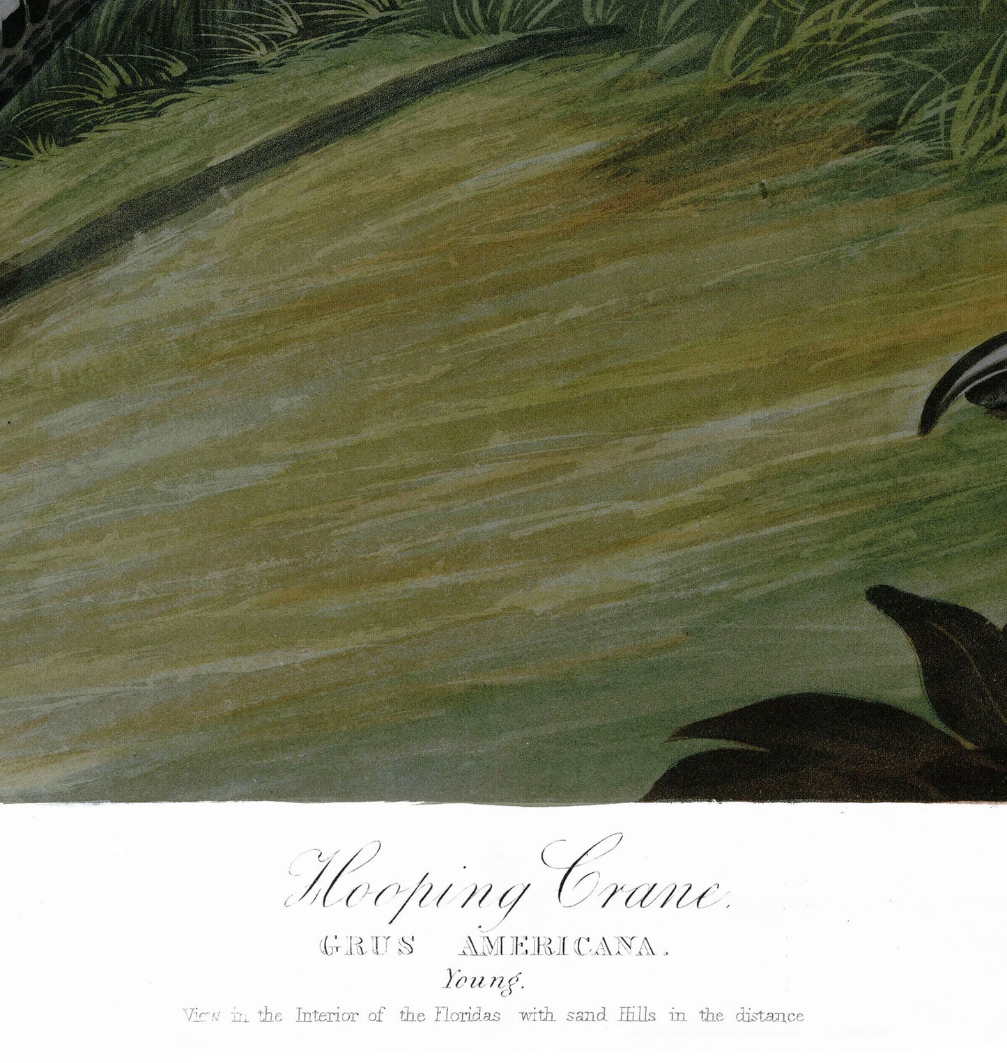 John James Audubon, Young Hooping Crane (1835)