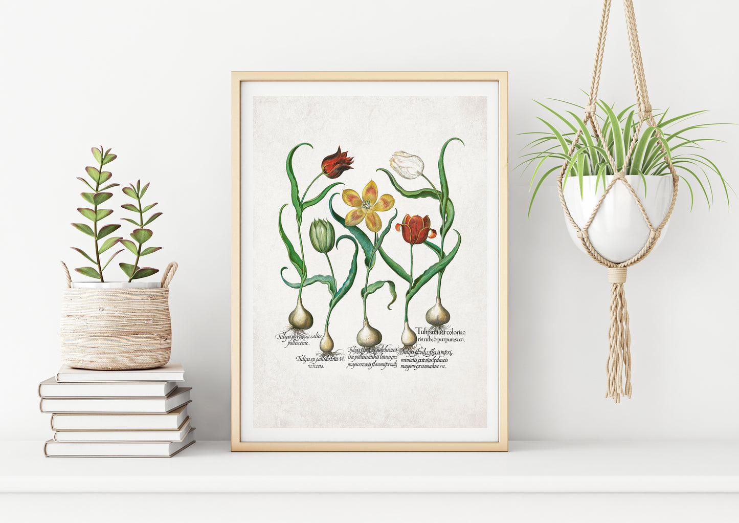 Tulips & Lilies by Basil Besler (1600s)