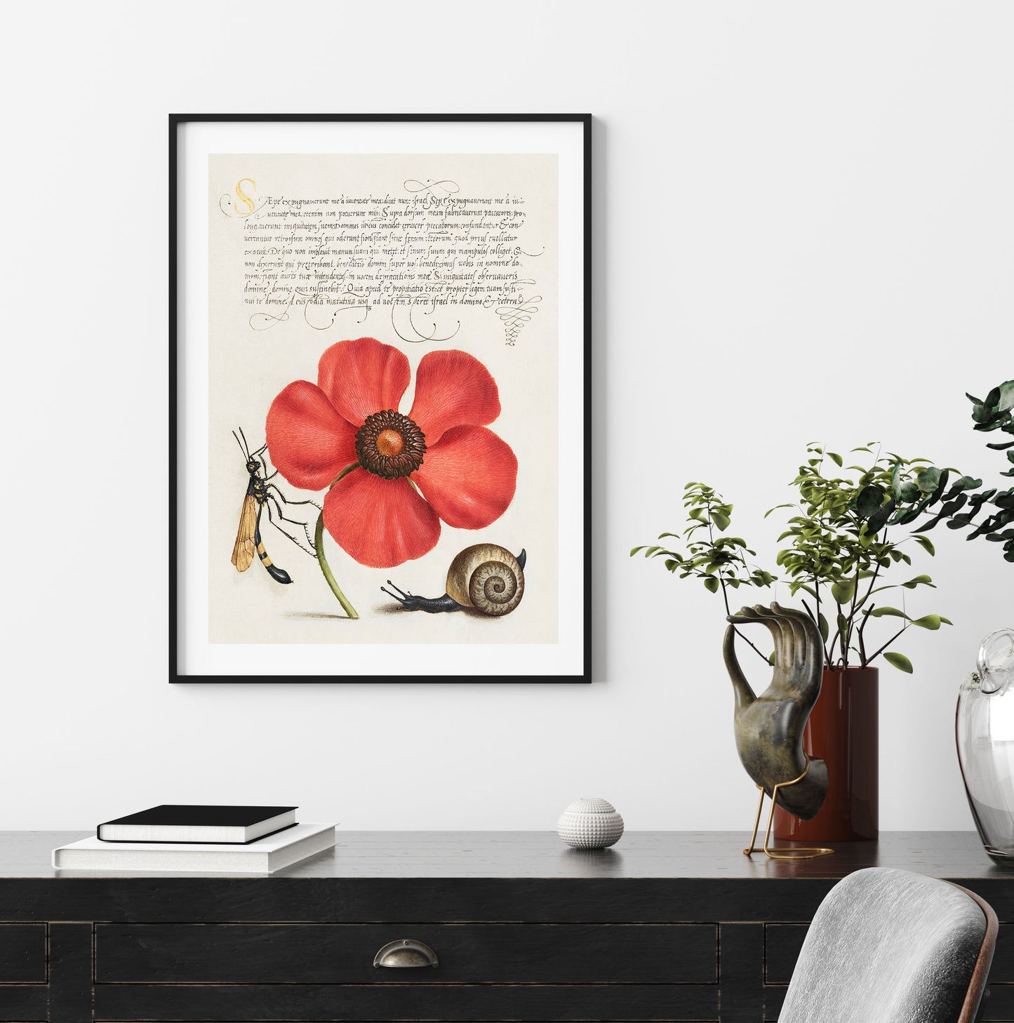 Terrestrial Mollusk, Poppy Anemone, and Crane Fly (1500s)
