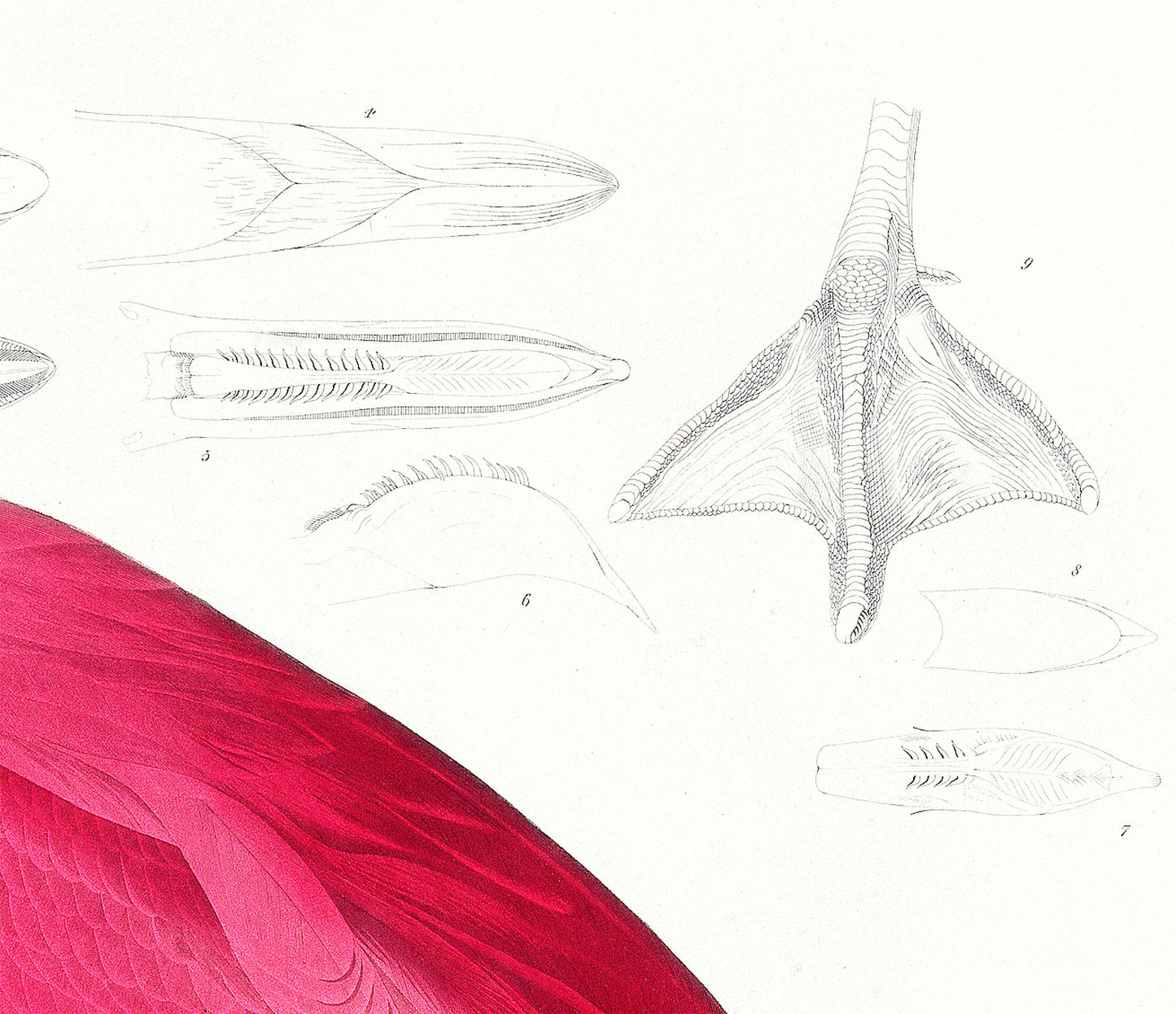 John James Audubon – American Flamingo (1838)