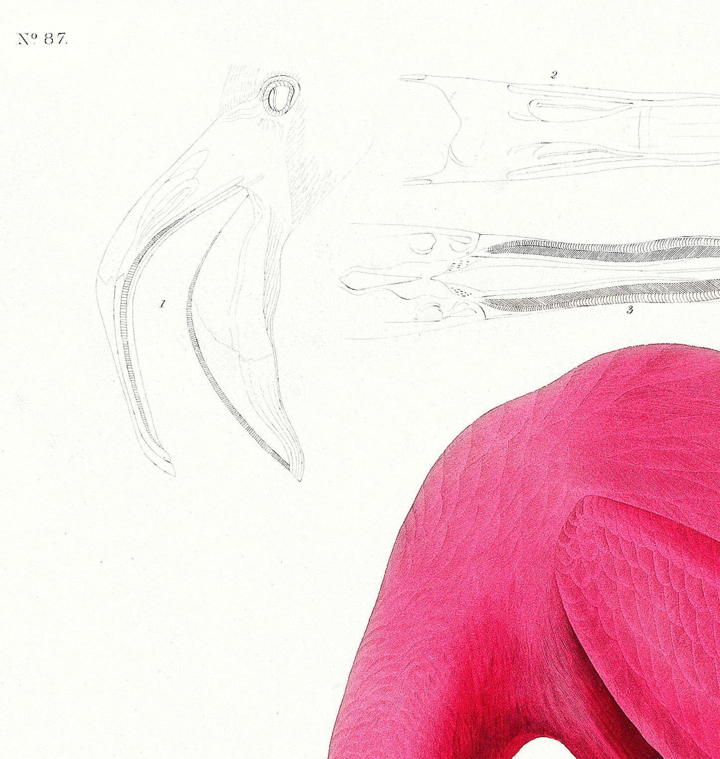 John James Audubon – American Flamingo (1838)