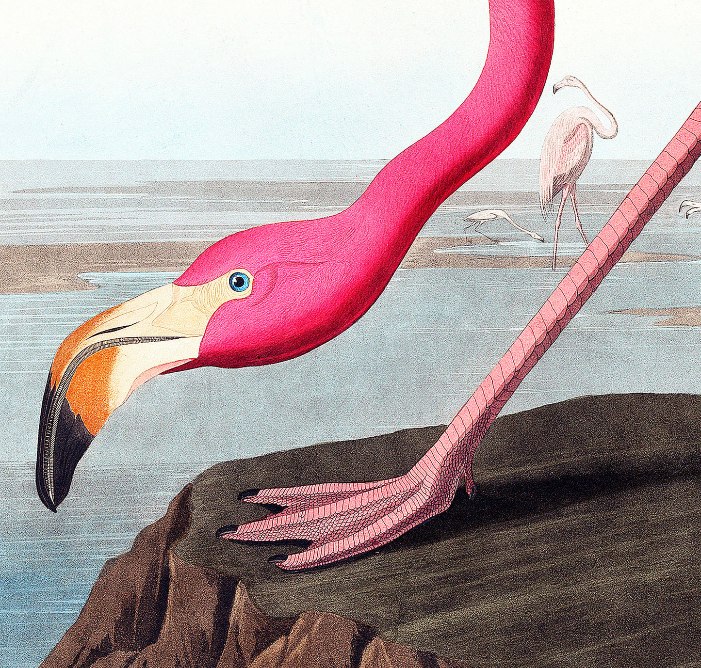 John James Audubon – American Flamingo (1838)