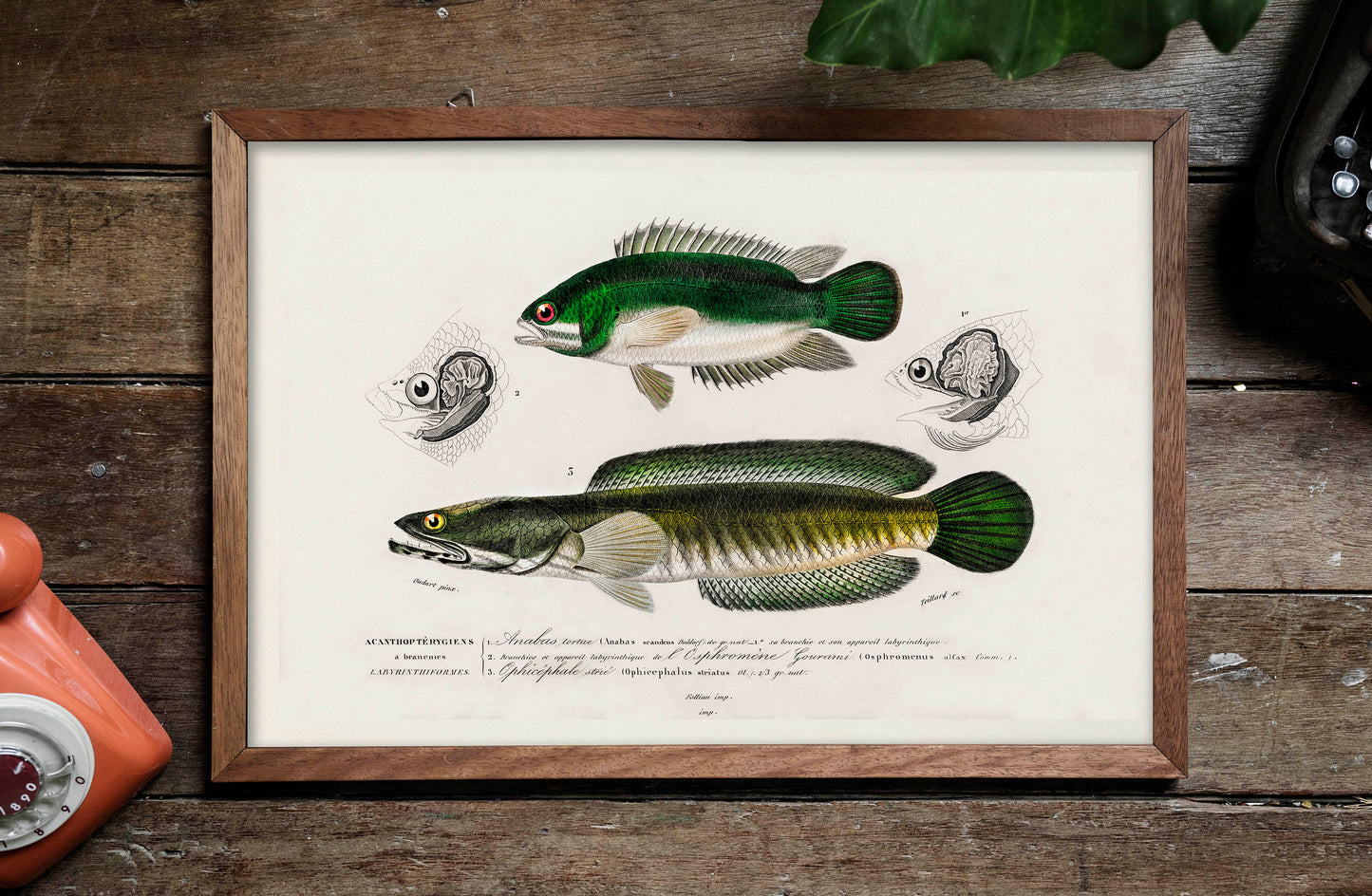 Fish illustrations by Charles Dessalines D' Orbigny (1892)