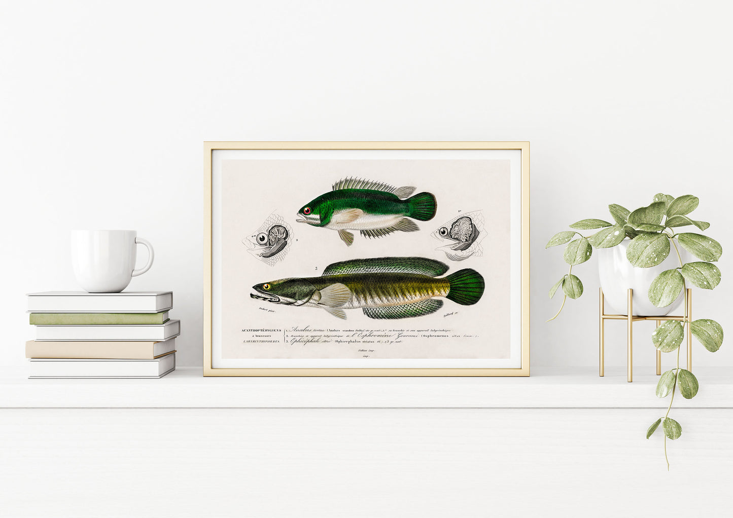 Fish illustrations by Charles Dessalines D' Orbigny (1892)