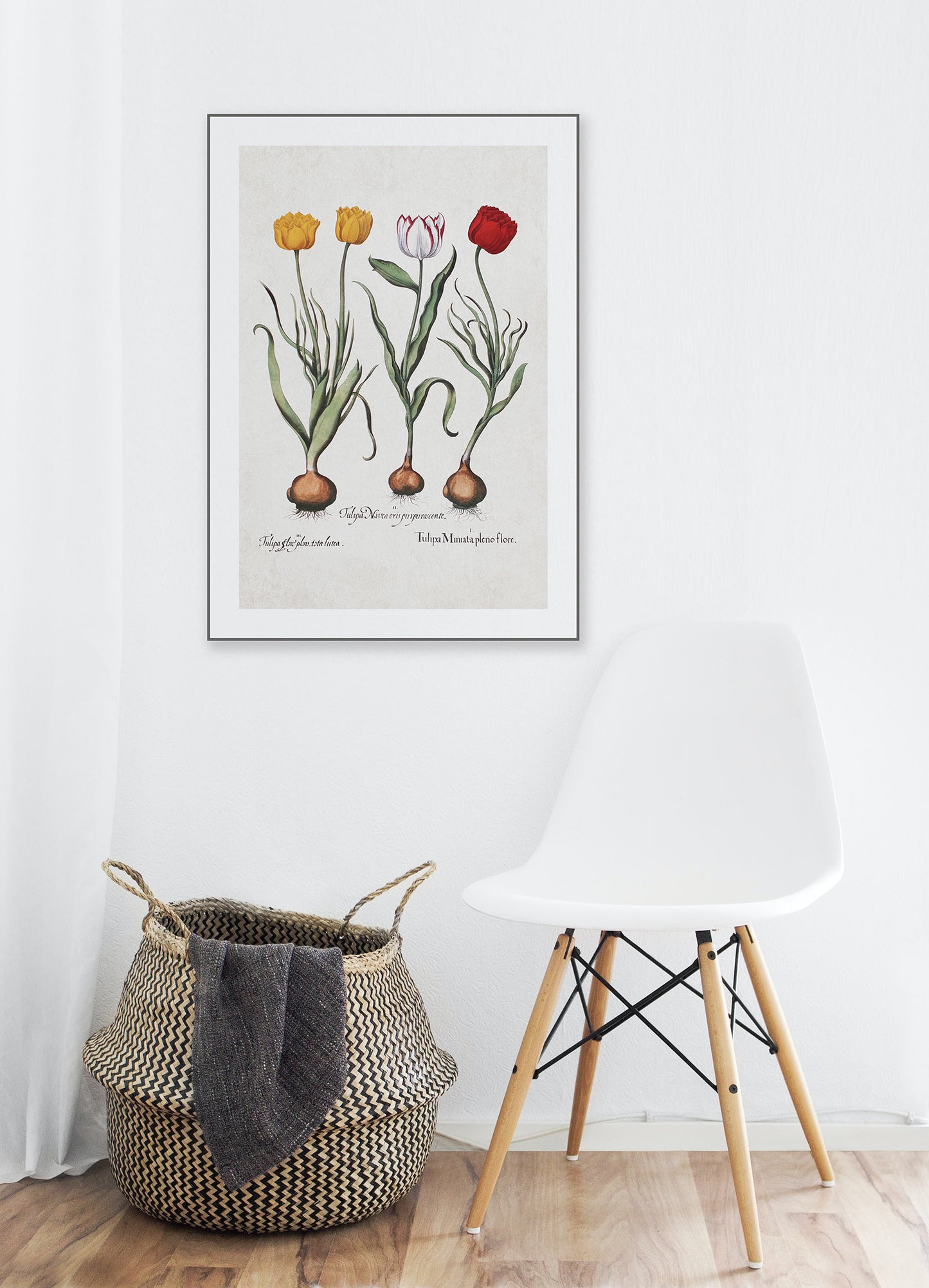 Tulips by Basil Besler (1600s)