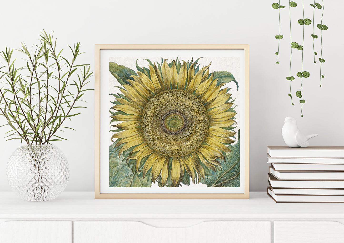 Sunflower by Basil Besler (1600s)