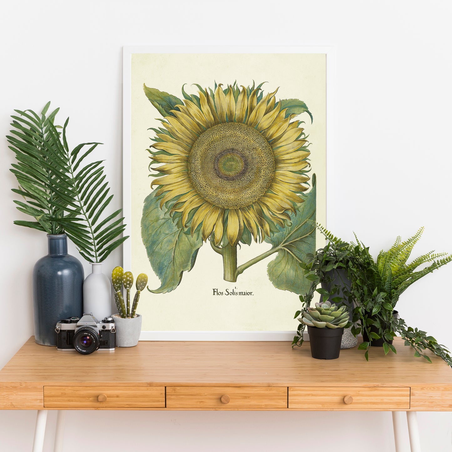 Sunflower by Basil Besler (1600s)