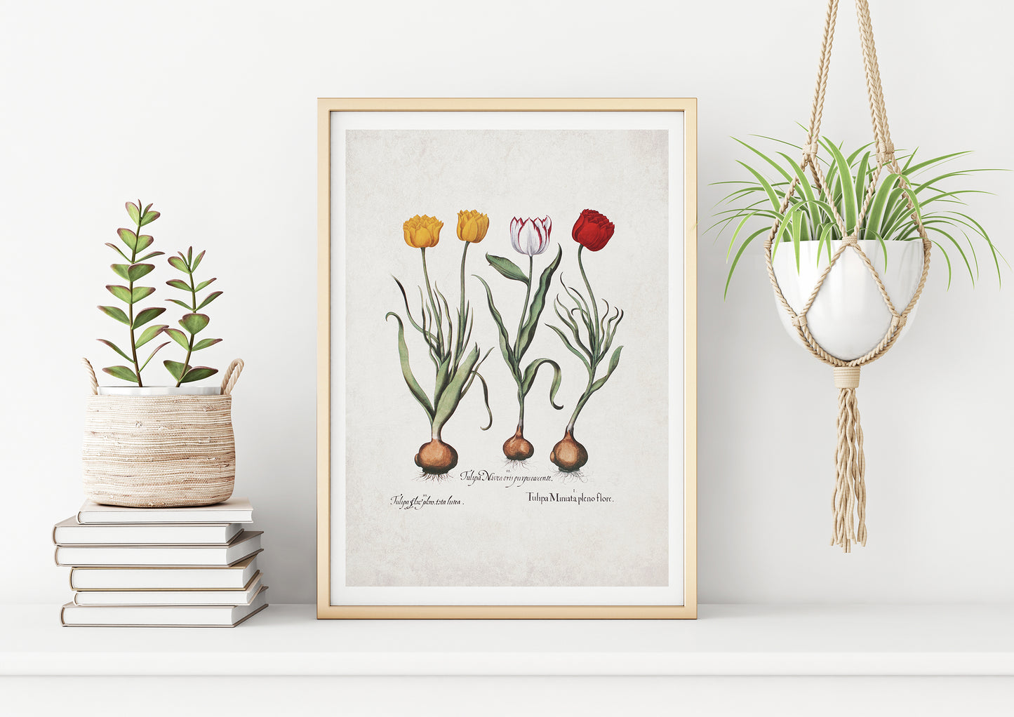 Tulips by Basil Besler (1600s)