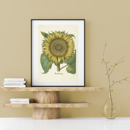 Sunflower by Basil Besler (1600s)