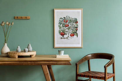 Tomato Plant by Basil Besler (1600s)