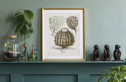 Cactus (Melocatos) by Basil Besler (1600s)