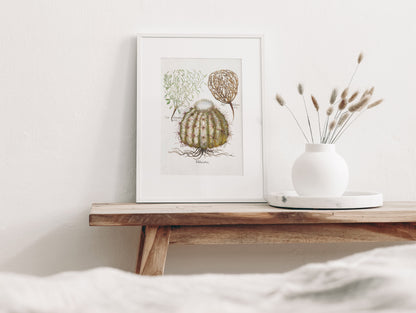 Cactus (Melocatos) by Basil Besler (1600s)