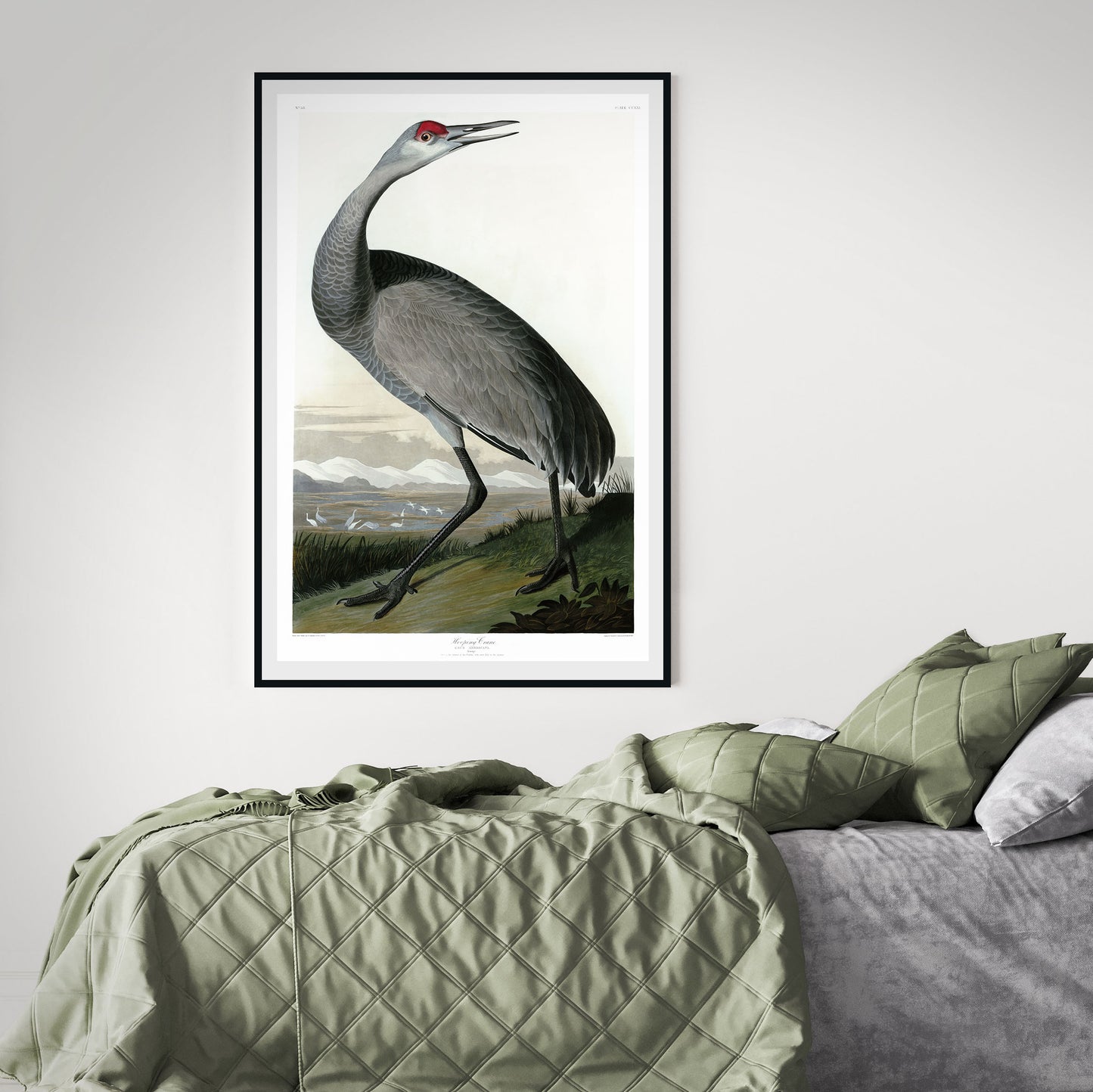 John James Audubon, Young Hooping Crane (1835)