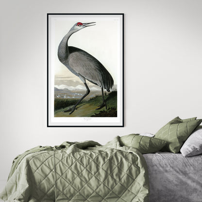 John James Audubon, Young Hooping Crane (1835)