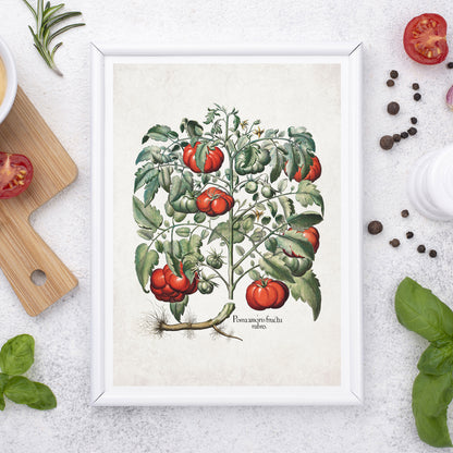 Tomato Plant by Basil Besler (1600s)