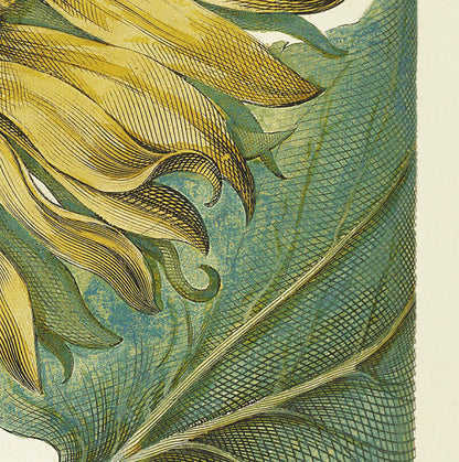 Sunflower by Basil Besler (1600s)