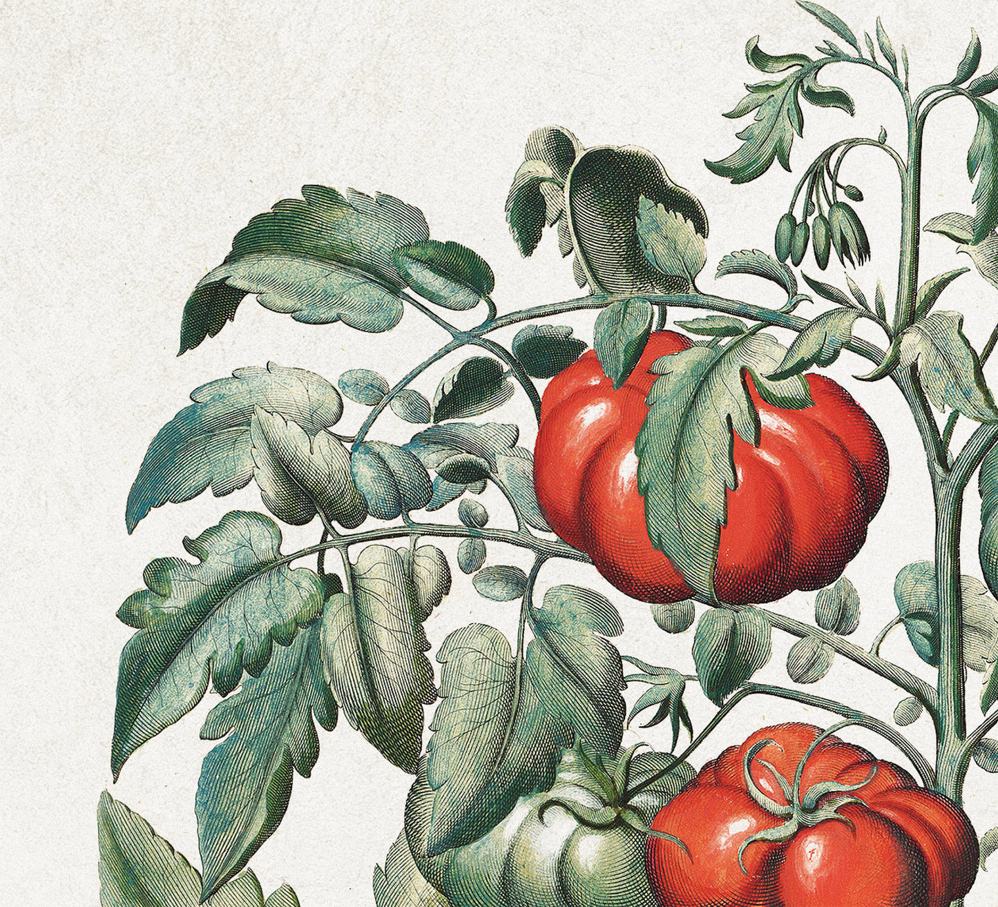 Tomato Plant by Basil Besler (1600s)