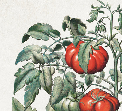Tomato Plant by Basil Besler (1600s)