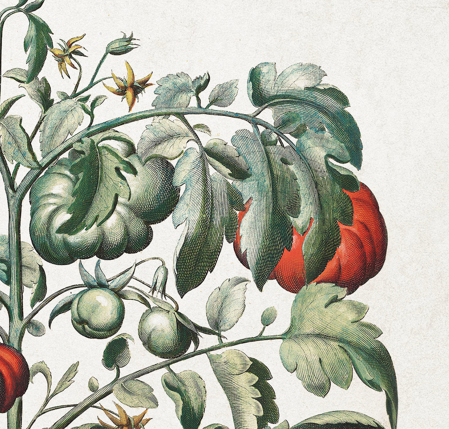 Tomato Plant by Basil Besler (1600s)