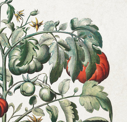 Tomato Plant by Basil Besler (1600s)
