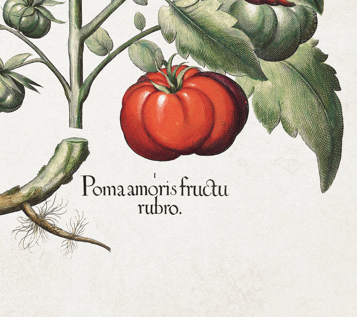 Tomato Plant by Basil Besler (1600s)