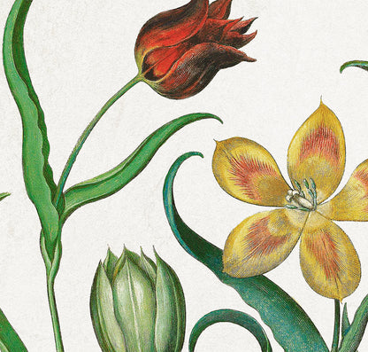 Tulips & Lilies by Basil Besler (1600s)