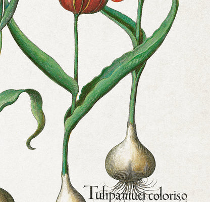 Tulips & Lilies by Basil Besler (1600s)