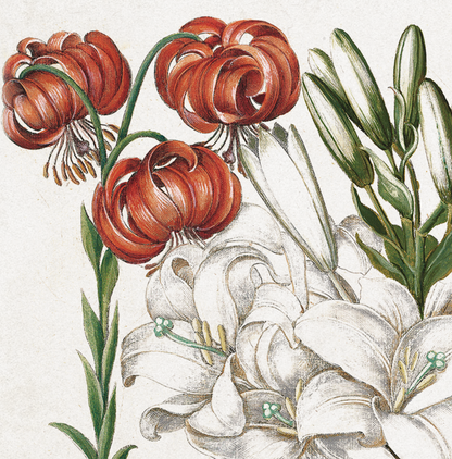 Lilies by Basil Besler (1600s)