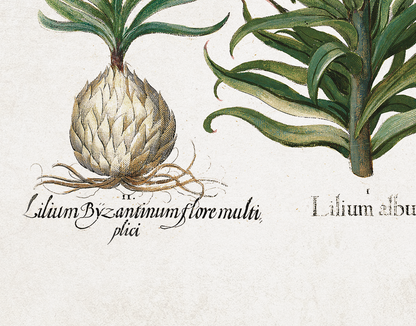 Lilies by Basil Besler (1600s)