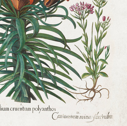 Red Lilies by Basil Besler (1600s)