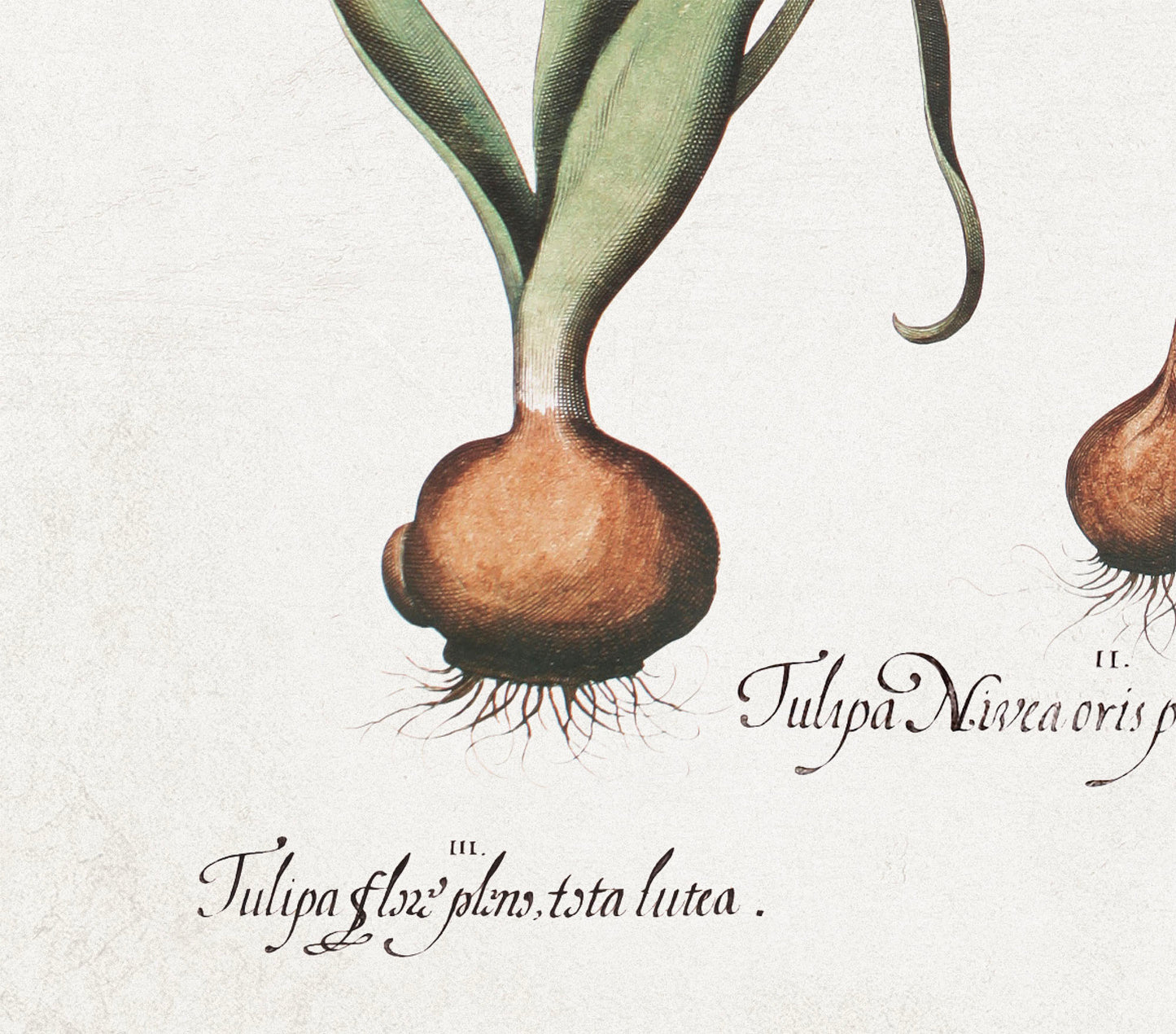 Tulips by Basil Besler (1600s)