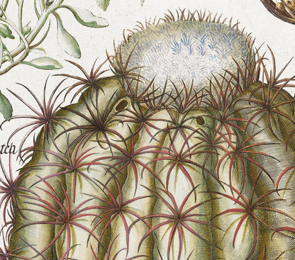 Cactus (Melocatos) by Basil Besler (1600s)