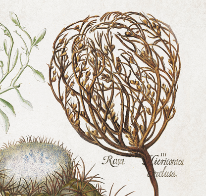 Cactus (Melocatos) by Basil Besler (1600s)